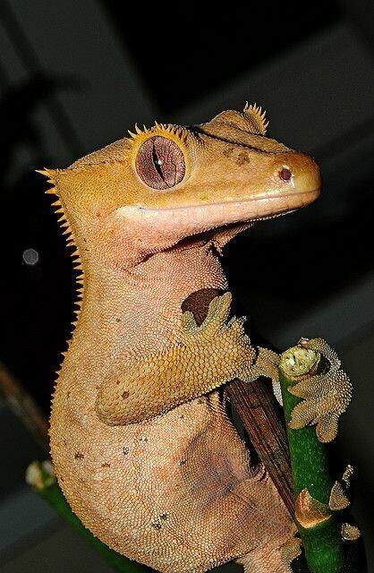 Imagem do Gecko de Crista